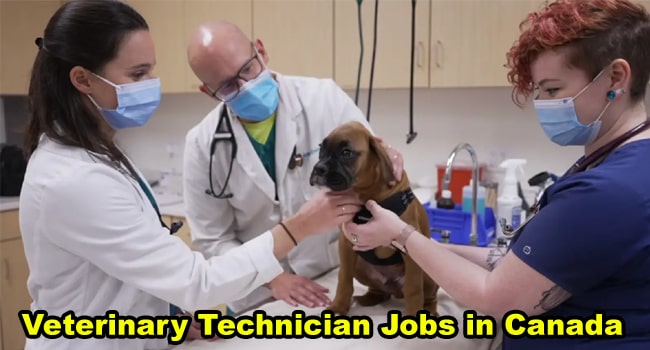 Veterinary technician Jobs in Canada