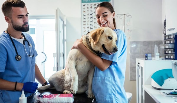 Veterinary Technician Jobs In Canada